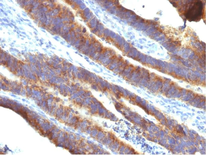 Immunohistochemistry (Formalin/PFA-fixed paraffin-embedded sections) - Anti-MUC3A antibody [M3.1] (AB270247)