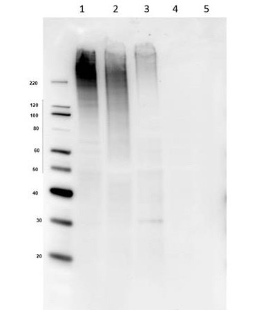 Western blot - Anti-MUC4 antibody [3C7.D8.E11.F5] (AB263957)