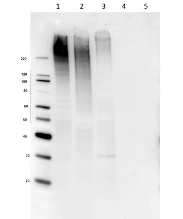 Western blot - Anti-MUC4 antibody [3C7.D8.E11.F5] (AB263957)