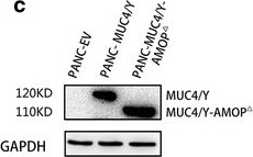 Western blot - Anti-MUC4 antibody [5B12] (AB60720)