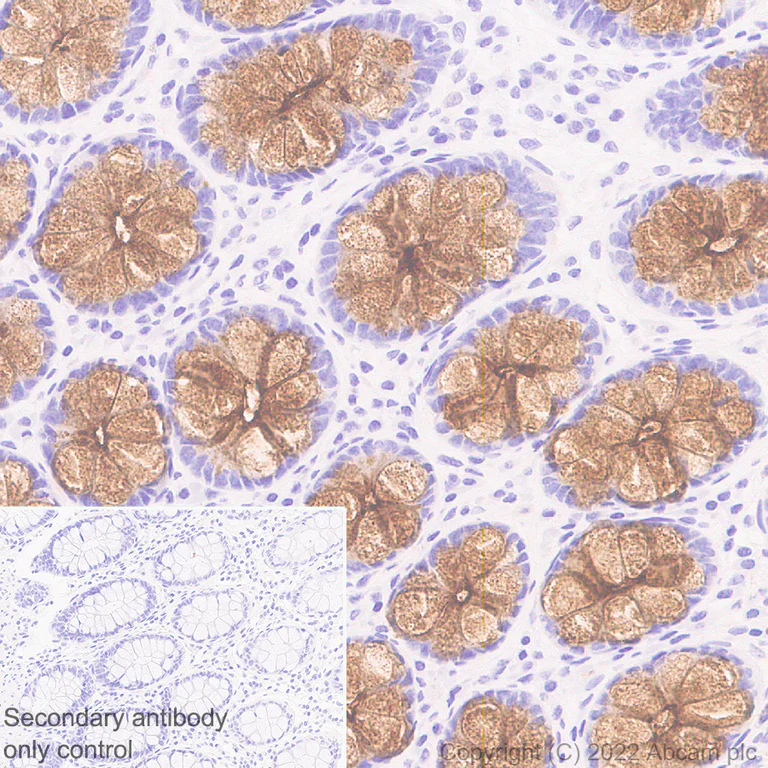 Immunohistochemistry (Formalin/PFA-fixed paraffin-embedded sections) - Anti-MUC4 antibody [EPR27199-56] (AB307546)
