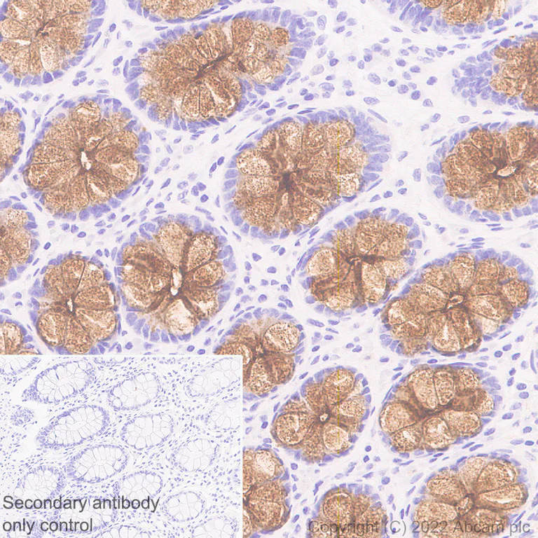 Immunohistochemistry (Formalin/PFA-fixed paraffin-embedded sections) - Anti-MUC4 antibody [EPR27199-56] - BSA and Azide free (AB307547)
