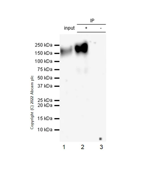 Immunoprecipitation - Anti-MUC4 antibody [EPR27199-56] - BSA and Azide free (AB307547)