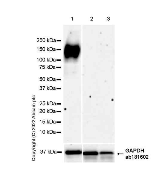 Western blot - Anti-MUC4 antibody [EPR27199-56] - BSA and Azide free (AB307547)