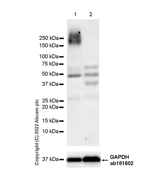Western blot - Anti-MUC4 antibody [EPR27199-56] - BSA and Azide free (AB307547)