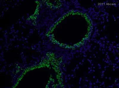 Immunohistochemistry (Frozen sections) - Anti-MUC5B antibody [19.4E] (AB77995)
