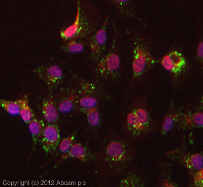 Immunocytochemistry/ Immunofluorescence - Anti-MUC5B antibody (AB87376), expandable thumbnail