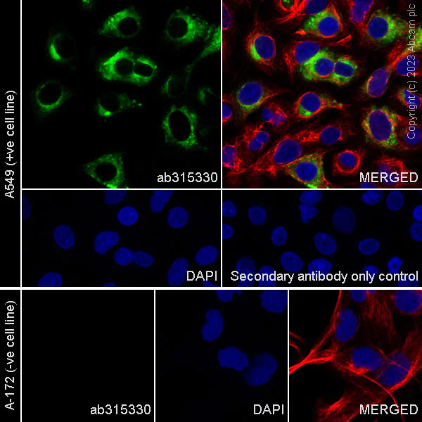 Immunocytochemistry/ Immunofluorescence - Anti-MUC5B antibody [EPR27200-159] - BSA and Azide free (AB315331)