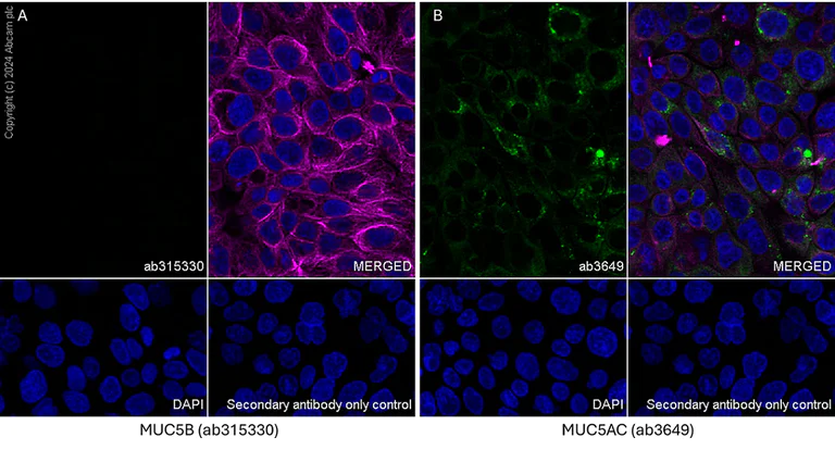 Immunocytochemistry/ Immunofluorescence - Anti-MUC5B antibody [EPR27200-159] - BSA and Azide free (AB315331)