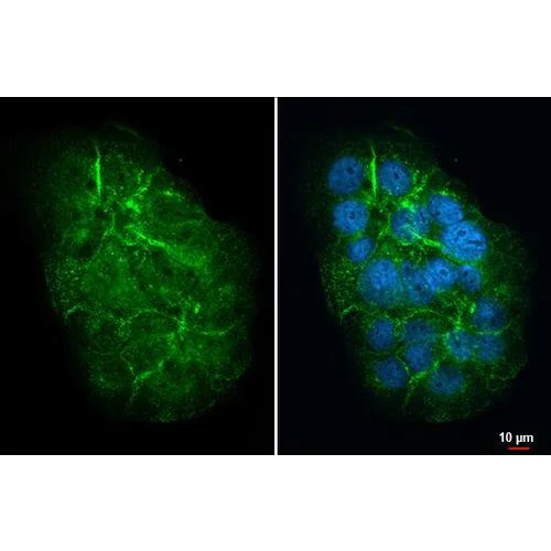 Immunocytochemistry/ Immunofluorescence - Anti-Mucin 4 X + Mucin 4 Y antibody [HL2026] (AB317125)