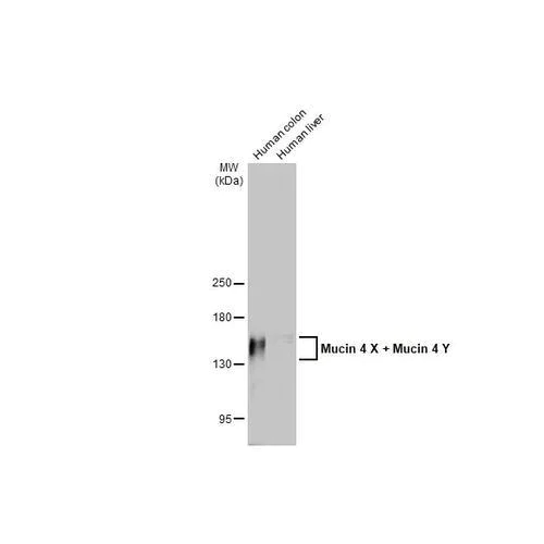 Western blot - Anti-Mucin 4 X + Mucin 4 Y antibody [HL2026] (AB317125)