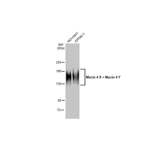 Western blot - Anti-Mucin 4 X + Mucin 4 Y antibody [HL2026] (AB317125)