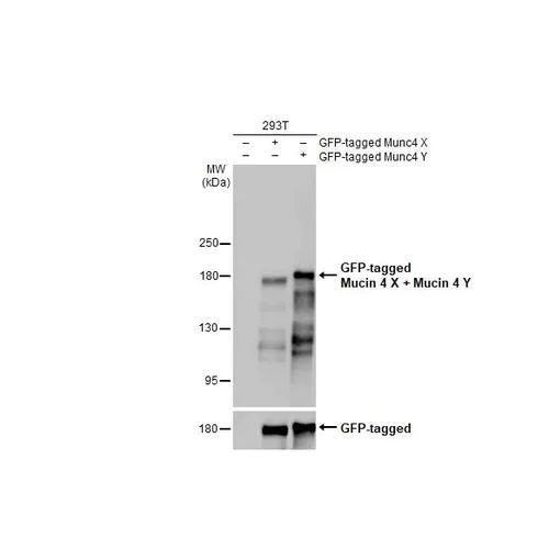 Western blot - Anti-Mucin 4 X + Mucin 4 Y antibody [HL2026] (AB317125)
