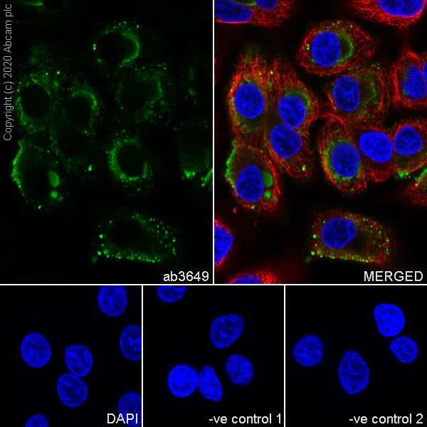 Anti-Mucin 5AC antibody [45M1] - BSA and Azide free (ab212636) | Abcam