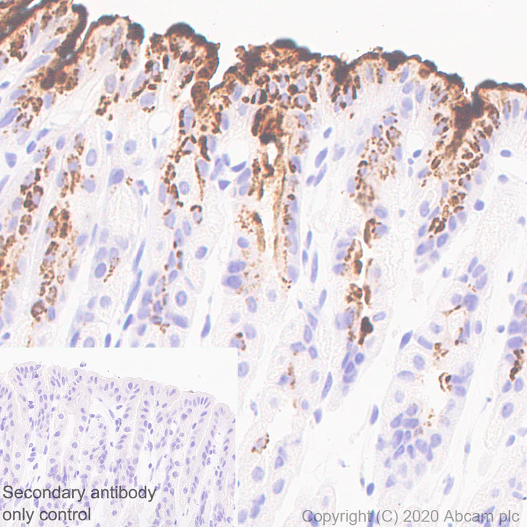 Immunohistochemistry (Formalin/PFA-fixed paraffin-embedded sections) - Anti-Mucin 5AC antibody [45M1] - BSA and Azide free (AB212636)