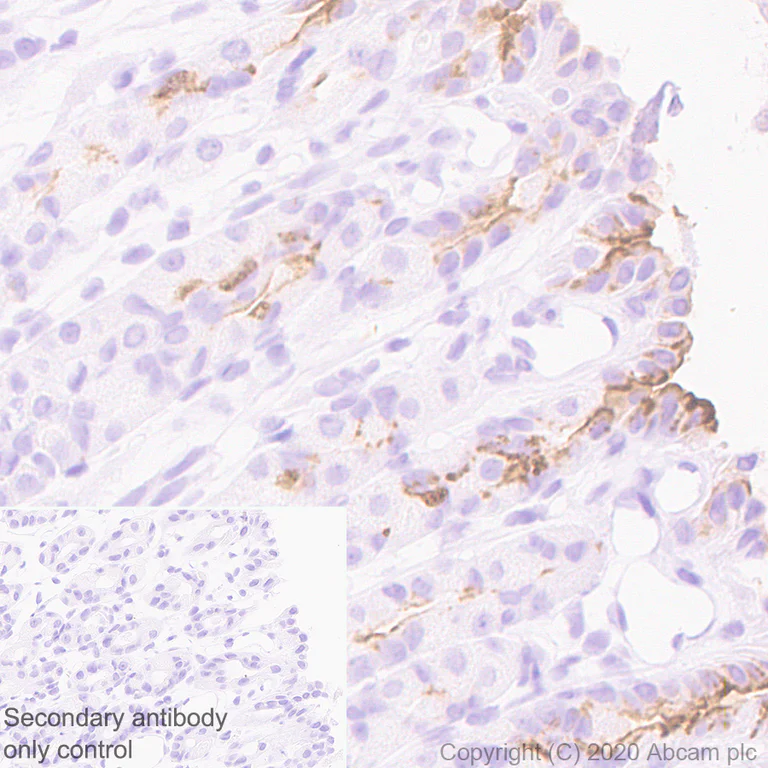 Immunohistochemistry (Formalin/PFA-fixed paraffin-embedded sections) - Anti-Mucin 5AC antibody [45M1] - BSA and Azide free (AB212636)