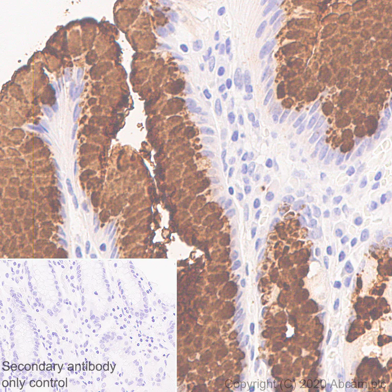 Immunohistochemistry (Formalin/PFA-fixed paraffin-embedded sections) - Anti-Mucin 5AC antibody [45M1] - BSA and Azide free (AB212636)