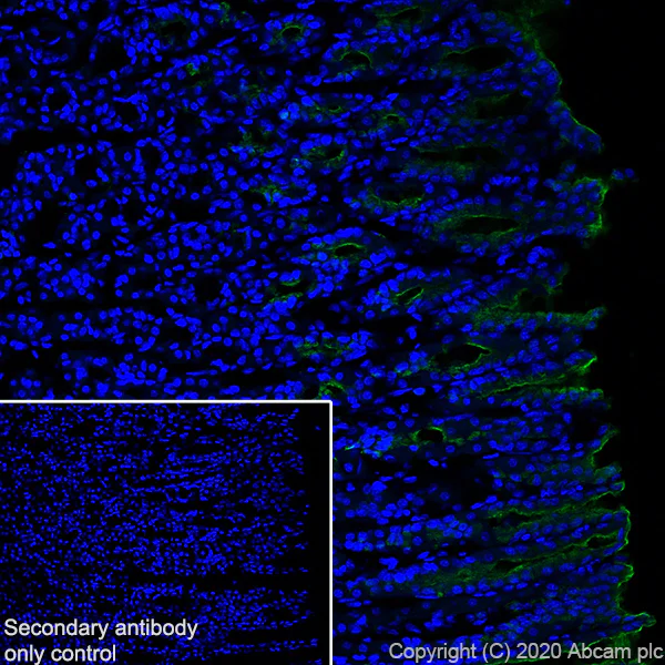 Immunohistochemistry (Frozen sections) - Anti-Mucin 5AC antibody [45M1] - BSA and Azide free (AB212636)