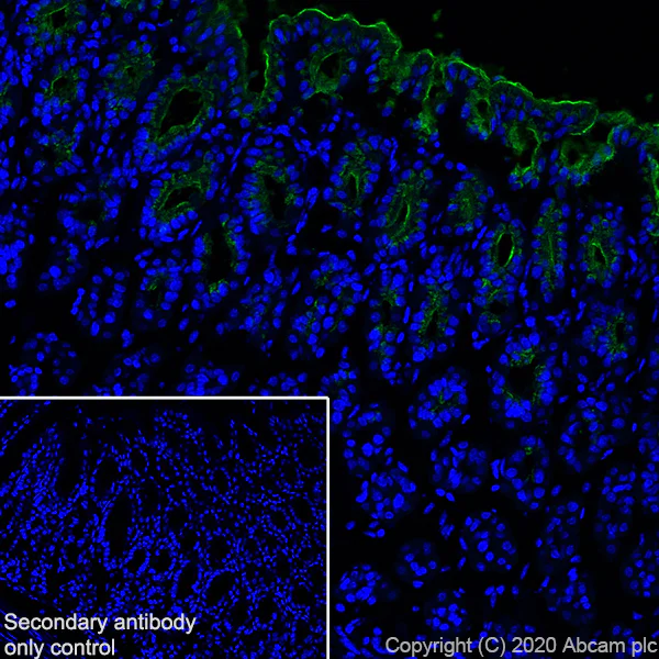 Immunohistochemistry (Frozen sections) - Anti-Mucin 5AC antibody [45M1] - BSA and Azide free (AB212636)