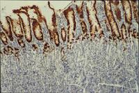 Immunohistochemistry (Frozen sections) - Anti-Mucin 5AC antibody [CLH2] (AB77576)