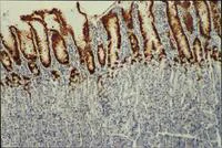 Immunohistochemistry (Frozen sections) - Anti-Mucin 5AC antibody [CLH2] (AB77576)