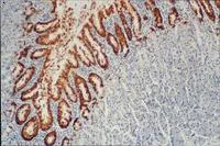 Immunohistochemistry (Frozen sections) - Anti-Mucin 5AC antibody [CLH2] (AB77576)