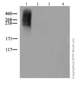 Western blot - Anti-Mucin 5AC antibody [EPR16904] (AB198294), expandable thumbnail