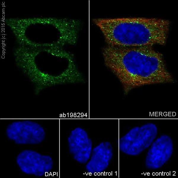 Immunocytochemistry/ Immunofluorescence - Anti-Mucin 5AC antibody [EPR16904] - Low endotoxin, Azide free (AB229451)