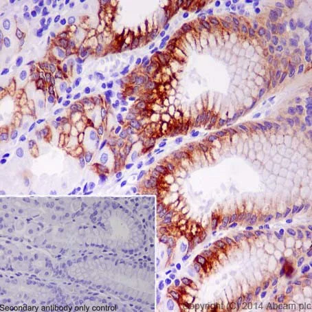 Immunohistochemistry (Formalin/PFA-fixed paraffin-embedded sections) - Anti-Mucin 5AC antibody [EPR16904] - Low endotoxin, Azide free (AB229451)