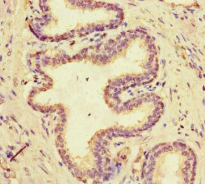 Immunohistochemistry (Formalin/PFA-fixed paraffin-embedded sections) - Anti-Multicilin antibody (AB222845)