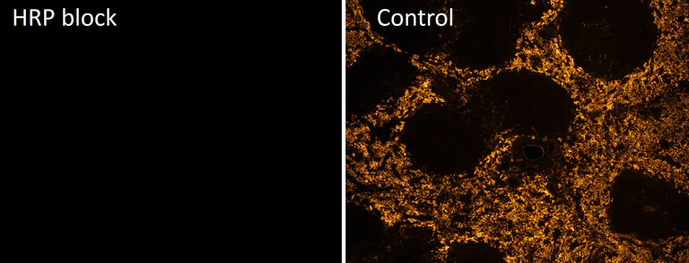 Immunohistochemistry (Frozen sections) - Multiplex IHC Detection kit (TSA amplification) (AB312827)