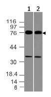 Western blot - Anti-MUM1 antibody (AB228442)