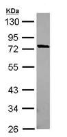 Western blot - Anti-MUM1L1 antibody (AB111834)