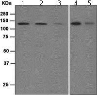 Western blot - Anti-Munc 13-4 antibody [EPR4914] (AB109113)