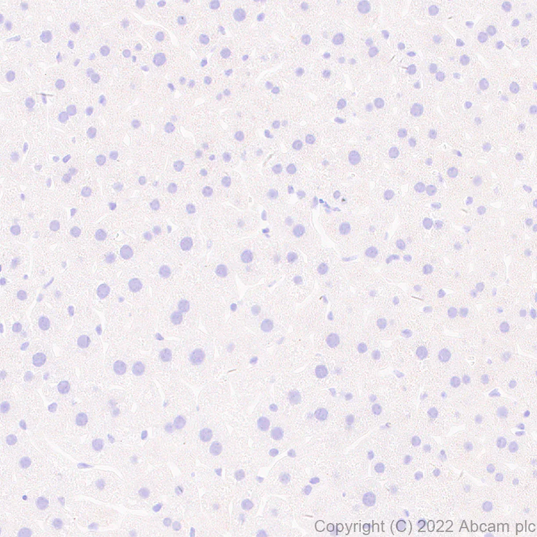 Immunohistochemistry (Formalin/PFA-fixed paraffin-embedded sections) - Anti-Munc13-1 antibody [EPR27022-47] (AB307511)