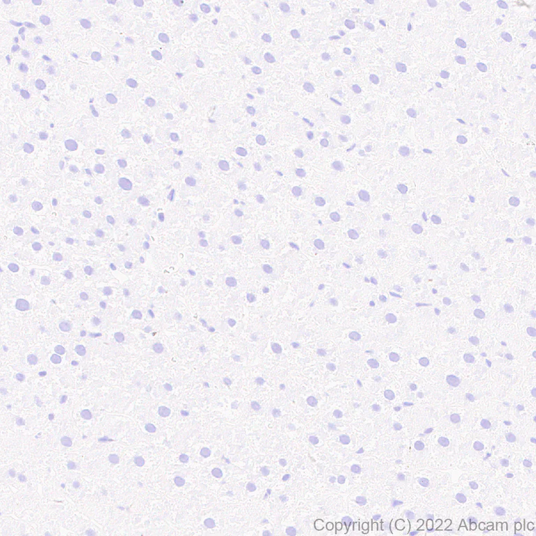 Immunohistochemistry (Formalin/PFA-fixed paraffin-embedded sections) - Anti-Munc13-1 antibody [EPR27022-47] (AB307511)
