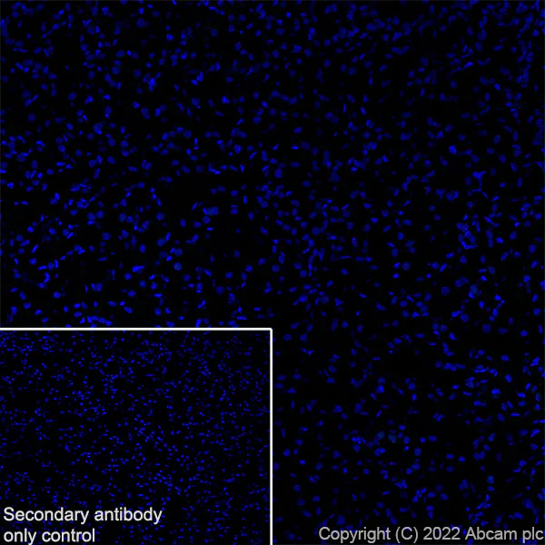 Immunohistochemistry (Frozen sections) - Anti-Munc13-1 antibody [EPR27022-47] (AB307511)