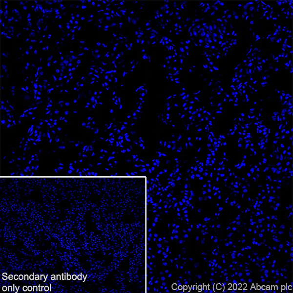 Immunohistochemistry (Frozen sections) - Anti-Munc13-1 antibody [EPR27022-47] (AB307511)
