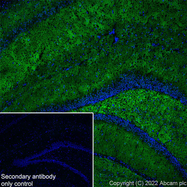 Immunohistochemistry (Frozen sections) - Anti-Munc13-1 antibody [EPR27022-47] (AB307511)