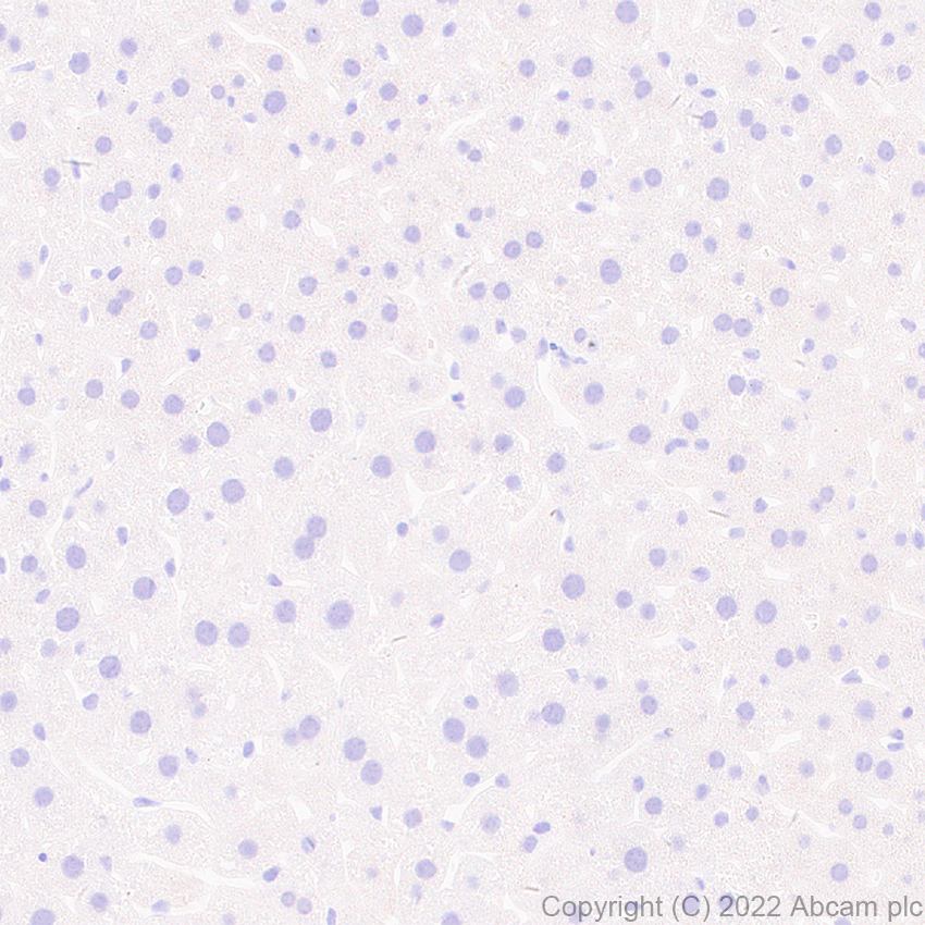 Immunohistochemistry (Formalin/PFA-fixed paraffin-embedded sections) - Anti-Munc13-1 antibody [EPR27022-47] - BSA and Azide free (ab307512), expandable thumbnail