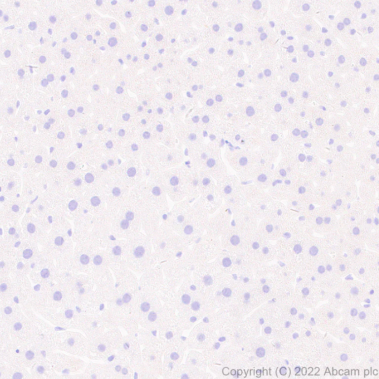 Immunohistochemistry (Formalin/PFA-fixed paraffin-embedded sections) - Anti-Munc13-1 antibody [EPR27022-47] - BSA and Azide free (AB307512)