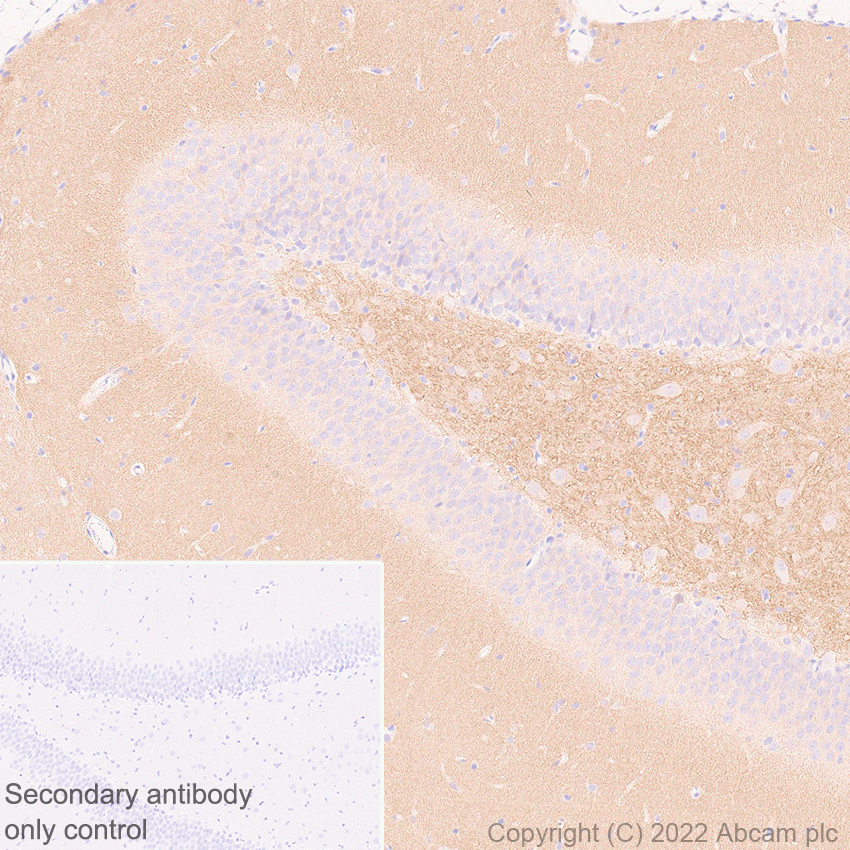 Immunohistochemistry (Formalin/PFA-fixed paraffin-embedded sections) - Anti-Munc13-1 antibody [EPR27022-47] - BSA and Azide free (ab307512), expandable thumbnail