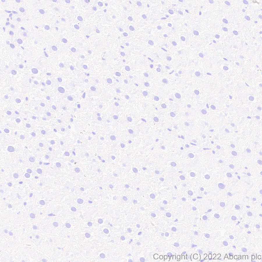 Immunohistochemistry (Formalin/PFA-fixed paraffin-embedded sections) - Anti-Munc13-1 antibody [EPR27022-47] - BSA and Azide free (ab307512), expandable thumbnail