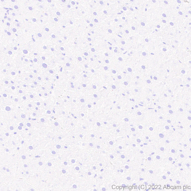 Immunohistochemistry (Formalin/PFA-fixed paraffin-embedded sections) - Anti-Munc13-1 antibody [EPR27022-47] - BSA and Azide free (AB307512)