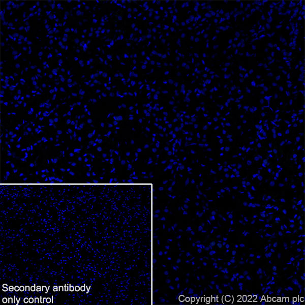 Immunohistochemistry (Frozen sections) - Anti-Munc13-1 antibody [EPR27022-47] - BSA and Azide free (ab307512), expandable thumbnail