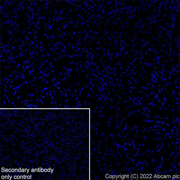 Immunohistochemistry (Frozen sections) - Anti-Munc13-1 antibody [EPR27022-47] - BSA and Azide free (AB307512)