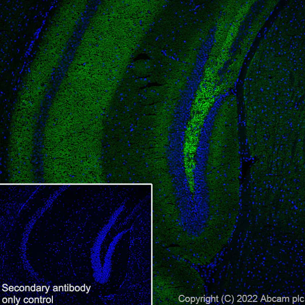 Immunohistochemistry (Frozen sections) - Anti-Munc13-1 antibody [EPR27022-47] - BSA and Azide free (AB307512)