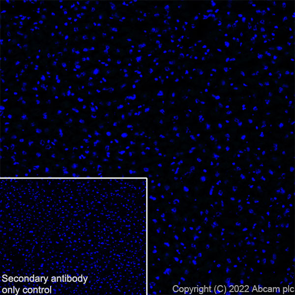 Immunohistochemistry (Frozen sections) - Anti-Munc13-1 antibody [EPR27022-47] - BSA and Azide free (ab307512), expandable thumbnail