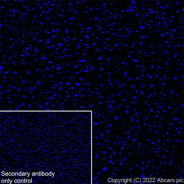 Immunohistochemistry (Frozen sections) - Anti-Munc13-1 antibody [EPR27022-47] - BSA and Azide free (AB307512)