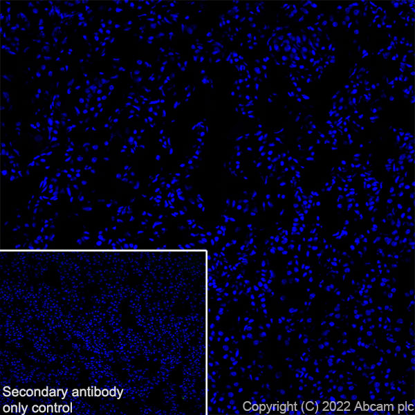 Immunohistochemistry (Frozen sections) - Anti-Munc13-1 antibody [EPR27022-47] - BSA and Azide free (ab307512), expandable thumbnail